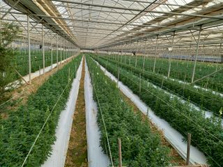 김해농부허외순님의 기타작물 · 자유게시판 작성글 사진