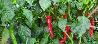 평창산들농장님의 작성글 사진