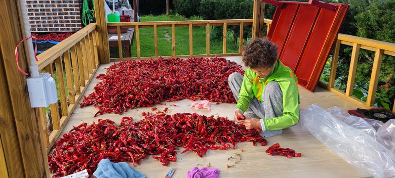 평창산들농장님의 장터 판매 상품 [고추가루 (보통맛) 1근(600g)  16,000원] 첨부 사진