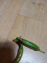 팜모닝 고추·병해충상담 게시글 이미지