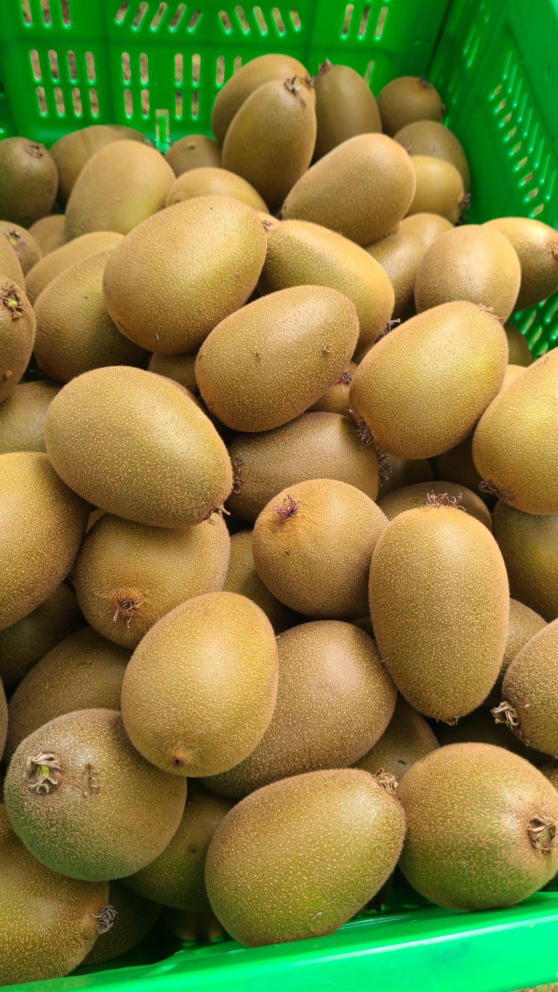 비자림농원님의 장터 판매 상품 [스위트골드 망고키위 5kg(특대과) 50,000원] 첨부 사진