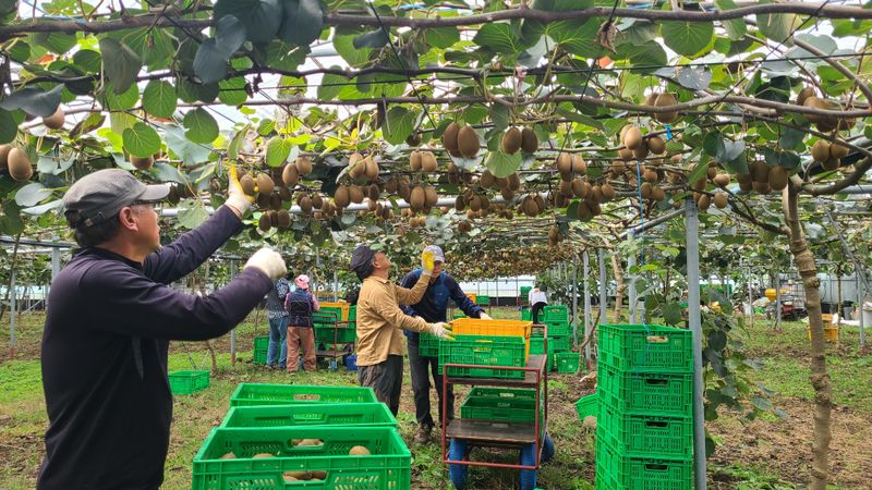 비자림농원님의 장터 판매 상품 [스위트골드 망고키위 5kg(특대과) 50,000원] 첨부 사진