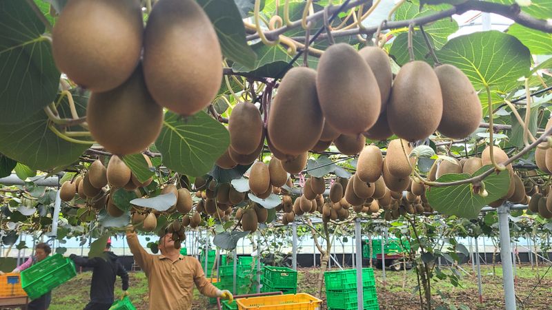 장터 상품 [스위트골드 망고키위 5kg(특대과) 50,000원] 썸네일