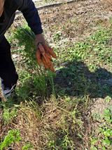 팜모닝 기타작물·자유게시판 게시글 이미지