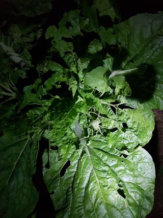 암초님의 배추 · 병해충상담 작성글 사진