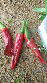 팜모닝 고추·병해충상담 게시글 이미지