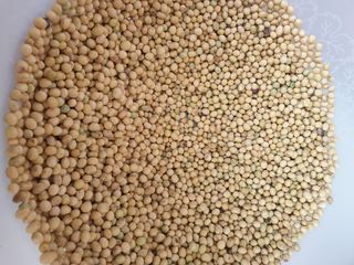 초보농사님의 파 · 자유게시판 작성글 사진