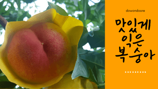 김태은님의 복숭아 · 병해충상담 작성글 사진