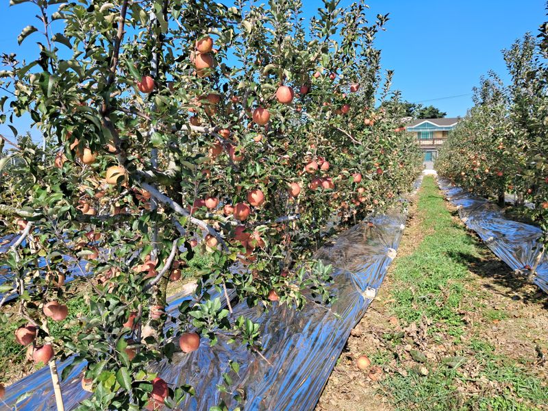장터 상품 [사과 (부사) 10키로 기준] 썸네일