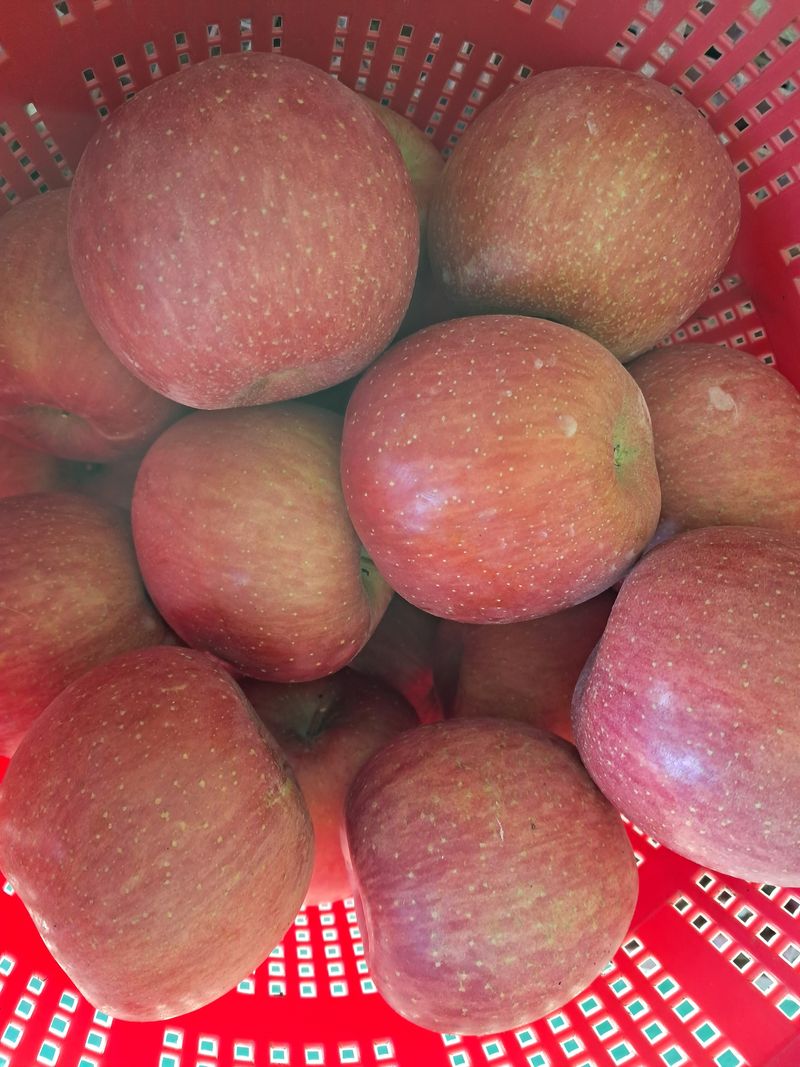 노석구님의 장터 판매 상품 [사과 (부사) 10키로 기준] 첨부 사진