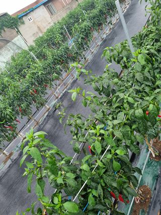 아이농장님의 작성글 사진