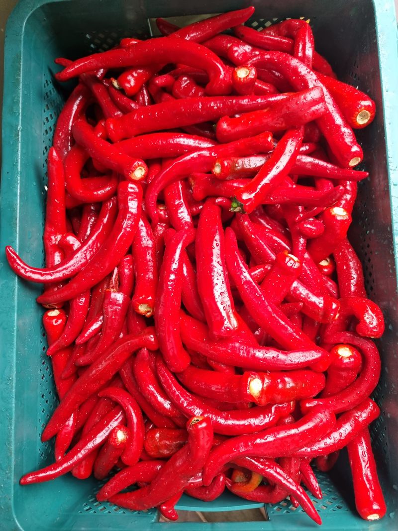 장터 상품 [🌶 해남 고춧가루(화건) 🌶 한근(600g) -14000 5근이상 무료배송!] 썸네일