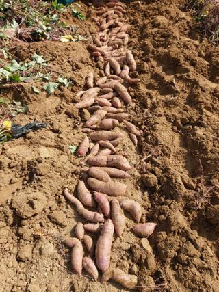 고골농장님의 두릅 · 일상 작성글 사진