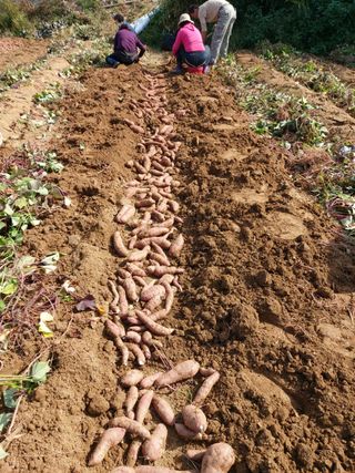 고골농장님의 두릅 · 일상 작성글 사진