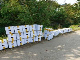 고골농장님의 두릅 · 일상 작성글 사진