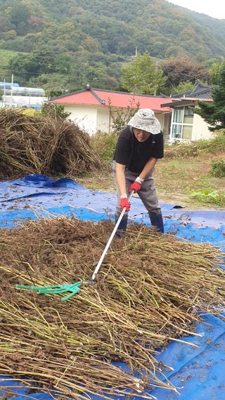 무 하님의 들깨 · 자유게시판 작성글 사진