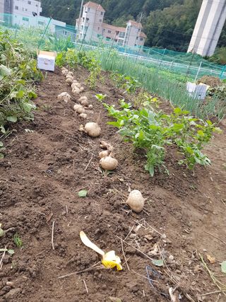 솔향기님의 감자 · 자유게시판 작성글 사진