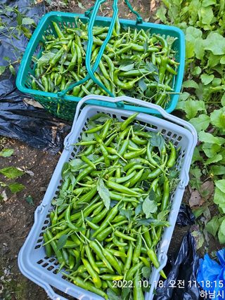 고골농장님의 고추 · 일상 작성글 사진