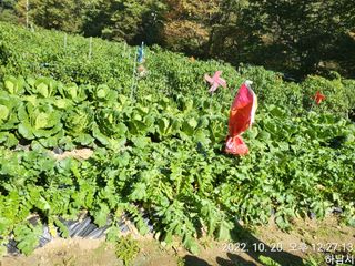 고골농장님의 고추 · 일상 작성글 사진