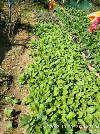 고골농장님의 고추 · 일상 작성글 사진