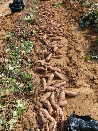 고골농장님의 고추 · 일상 작성글 사진