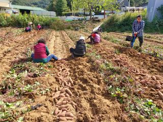 고골농장님의 고추 · 일상 작성글 사진
