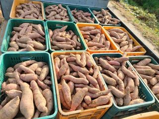 고골농장님의 고추 · 일상 작성글 사진