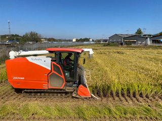 천성숙님의 벼 · 자유게시판 작성글 사진