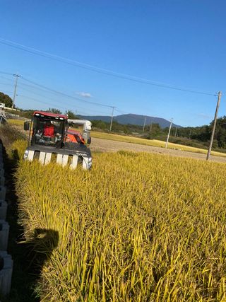 천성숙님의 벼 · 자유게시판 작성글 사진