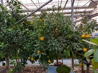 김해농부허외순님의 귤 · 일상 작성글 사진