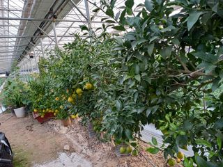 김해농부허외순님의 귤 · 일상 작성글 사진