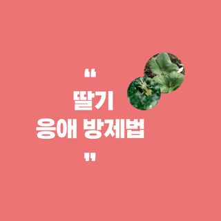 알 수 없음님의 딸기 · 병해충상담 작성글 사진