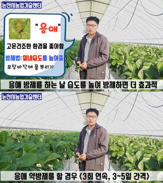 알 수 없음님의 딸기 · 병해충상담 작성글 사진