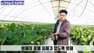 알 수 없음님의 딸기 · 병해충상담 작성글 사진