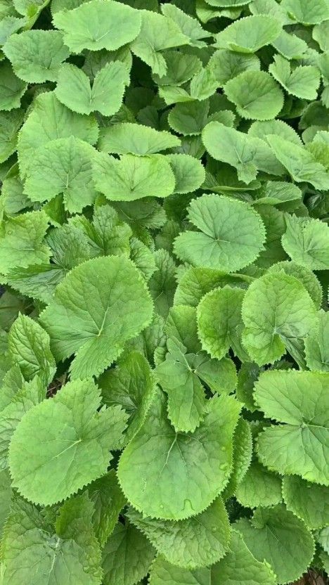 장터 상품 [곰취 2k-25.000원] 썸네일