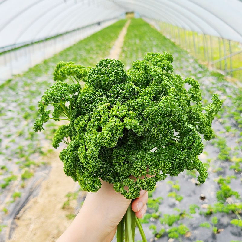 권미화님의 장터 판매 상품 [파세리 2k-20.000] 첨부 사진