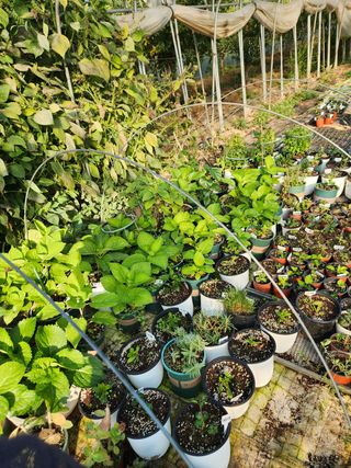 Preotu님의 포도 · 자유게시판 작성글 사진