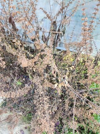 Preotu님의 포도 · 자유게시판 작성글 사진