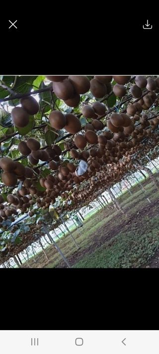 고추20780님의 기타작물 · 자유게시판 작성글 사진