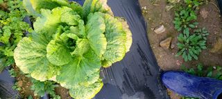 복숭아17066님의 배추 · 병해충상담 작성글 사진