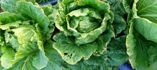 복숭아17066님의 배추 · 병해충상담 작성글 사진