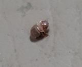 팜모닝 기타작물·병해충상담 게시글 이미지