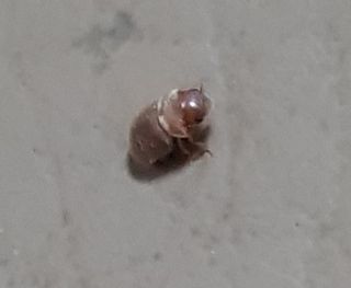 할배맥가이버님의 기타작물 · 병해충상담 작성글 사진