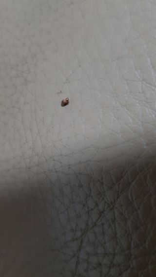 할배맥가이버님의 기타작물 · 병해충상담 작성글 사진