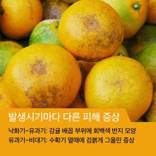 알 수 없음님의 귤 · 병해충상담 작성글 사진