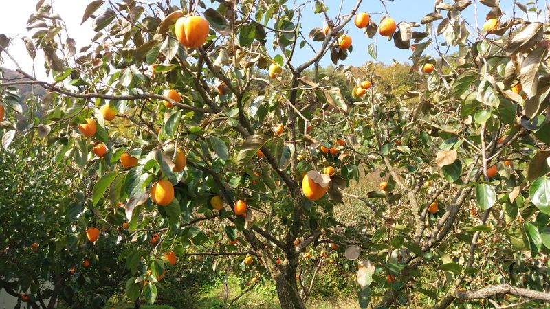 장터 상품 [대봉감 15kg 기준 40,000-50,000원 택비포함입니다] 썸네일