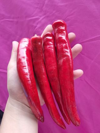 아이농장님의 작성글 사진