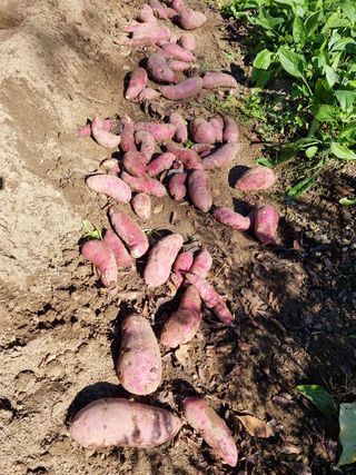 정금석님의 고구마 · 자유게시판 작성글 사진