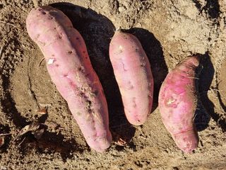 정금석님의 고구마 · 자유게시판 작성글 사진