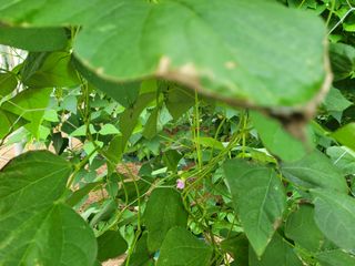 다온농장님의 기타작물 · 병해충상담 작성글 사진